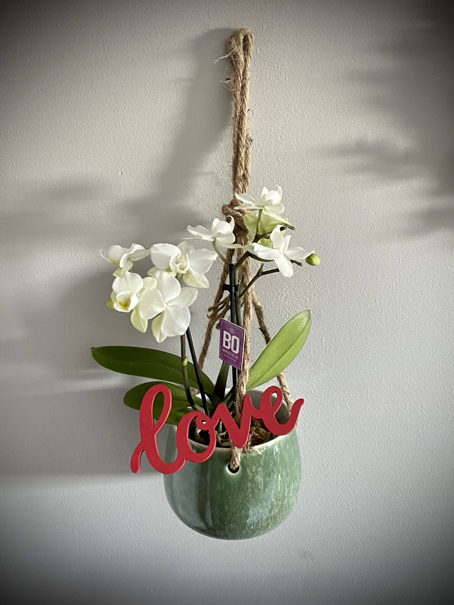 Love Mini Orchid E Suspendue Latypic